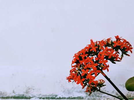 说明:C:\Users\15325\Desktop\会计acca191作品\觅锦+ACCA191+高而嘉\长寿花.jpg