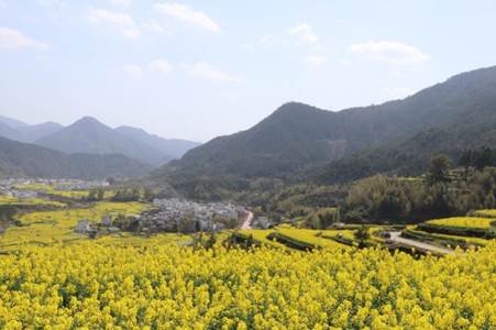 说明:C:\Users\15325\Desktop\在婺里 公管182班 江丁晶\还是花.JPG